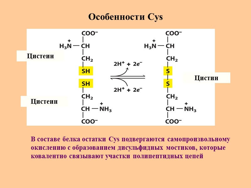 Особенности Cys Цистеин Цистеин Цистин В составе белка остатки Cys подвергаются самопроизвольному  окислению